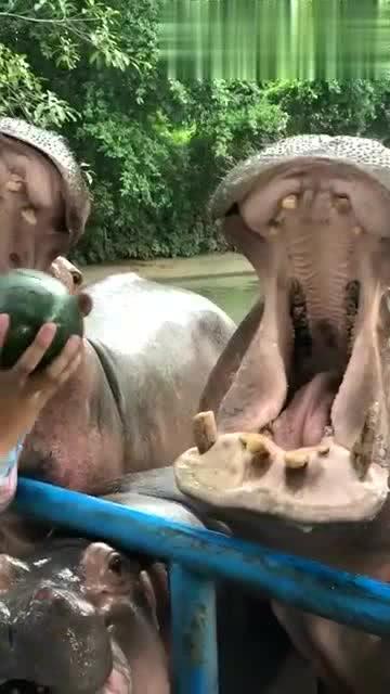 石狮网红吃瓜事件视频,揭秘网络争议背后的真相 第2张 石狮网红吃瓜事件视频,揭秘网络争议背后的真相 第2张